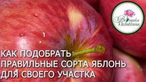 Как грамотно подобрать сорта яблони для своего сада