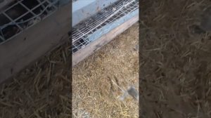 Осушитель подстилки "Агростраж " в курятнике зимой.  Личный опыт. Бактерии  Доктор Робик