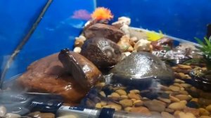 Илистые прыгуны в акваруме