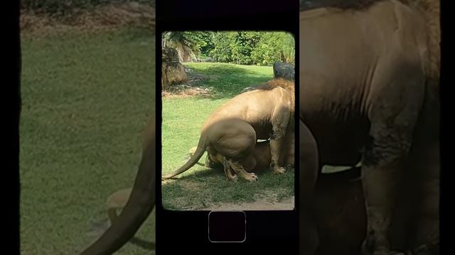 Бали с семьей часть 2 – САНУР: Встреча с животными в Bali Zoo, храм Bajra  и релакс в бичклабе