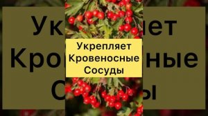 Чем ПОЛЕЗЕН БОЯРЫШНИК Для Организма?