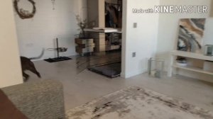 ||Как научить собаку приносить мяч||