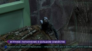 Пополнение в семействе игрунок в Ленинградском зоопарке