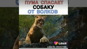 Пума спасает собаку от волков (likee)
