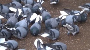 Николаевские голуби, питомник Алексеева Ю.А,(1).