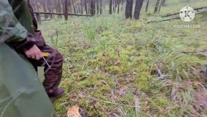 ГРИБНАЯ охота в Хакасии! Как прячутся грибы грузди))