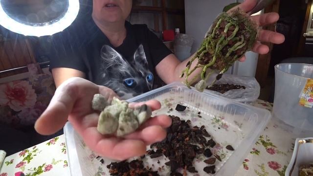 Орхидеи / Пересадка Льюис Сакура / Орхидея в частном доме 30 октября 2021 г. смотреть онлайн
