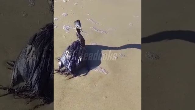 На побережье Керченского пролива появились птицы, увязнувшие в мазуте