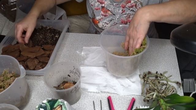 Орхидеи / Пересадка орхидеи моей подруги / Орхидея Египетская царица 24 октября 2021 г.