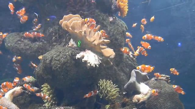 Аквариум Тюркуазу смотреть онлайн