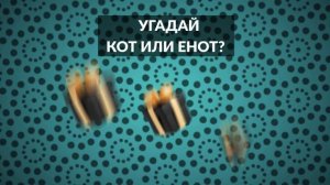 кот или енот