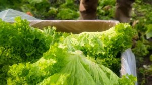 Белая гниль на салате огородном.Выращивание салата листового Лолло-Бионда в теплице.