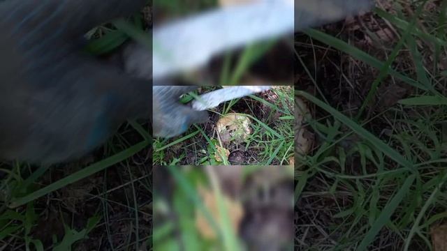 Грузди в лесу. Грибы