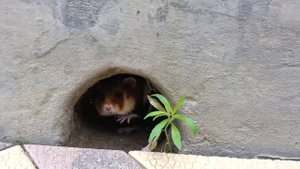 ДИКИЙ ХОМЯК