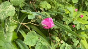 ВЛОГ Гимнастика на даче / Дни безделья / Отдыхаем !!! /Купальный сезон открыт 16-17 июня 2020 г.