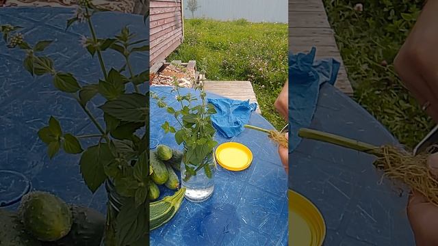 Как там мята моя? Продолжение эпопеи 😂15. 09.23#вмоменте#мята #огород