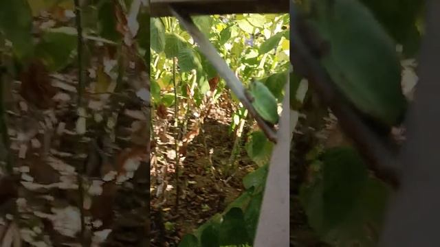 Лешка смотреть онлайн