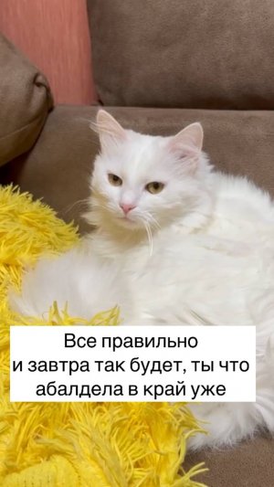 Шерстяной абьюзер😼