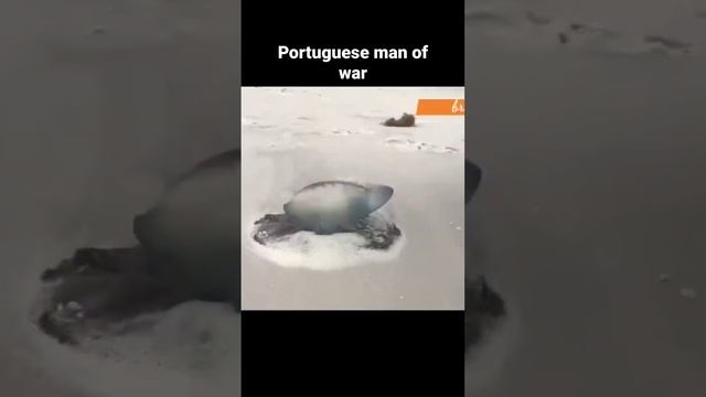 Portuguese man of war