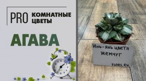 Агава Потаторум Оухи Райджин вариегатная. Про растение: уход, полив, горшок. Пересадка, размножение.