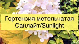 Распаковка саженца, гортензия метельчатая «Санлайт»