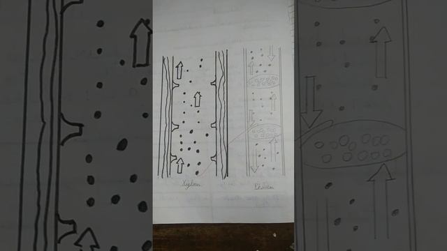 class 7th xylem and phloem diagram смотреть онлайн