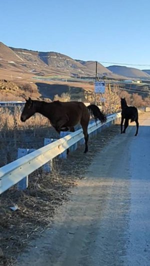 Бизнес на хвосте сороки