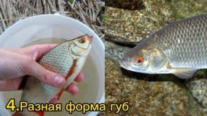6 отличий КРАСНАПЁРКИ от ПЛОТВЫ