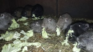 ОВОЩЕЙ для НУТРИЙ больше нет ... 9.11.24