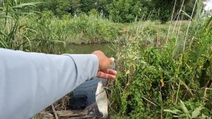 Рыба тут обитает, рецепт борщевого карася, рыбалка на диком канале снасть поплавочная