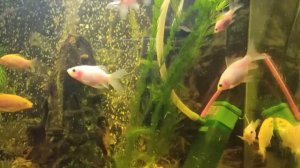 Мальки карпа кои в домашнем аквариуме