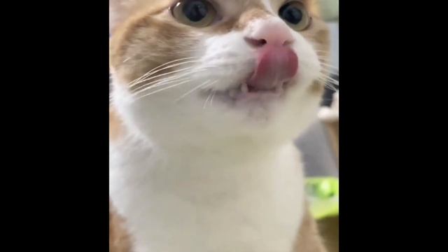 Питомцы-коты в самых смешных ситуациях!