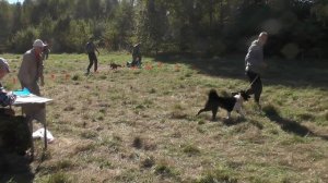 Пуховичская межрайонная выставка собак охотничьих пород