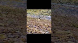 Санаторий Можайский. Панорама.