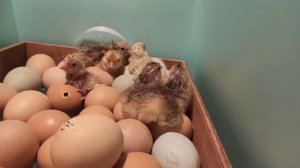 У нас очередное прибавление цыплят/ инкубатор Матрица Дели.