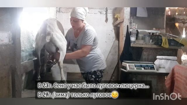 Часть 2. Контрольная дойка моих коз.