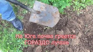 ПОЧЕМУ САЖЕНЦЫ ВИНОГРАДА ПЛОХО РАСТУТ и КАК ПРАВИЛЬНО ВЫСАЖИВАТЬ САЖЕНЦЫ