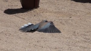 Египетский голубь