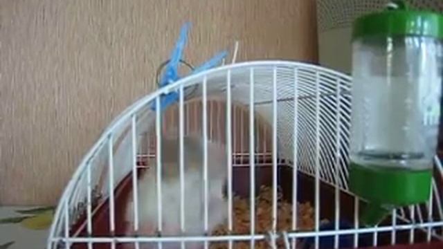 Хомячок сирийский