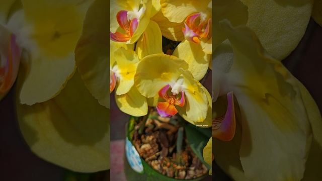 Phal. Sun Beauty от Sonya orchids 🌼 Желтая орхидея бабочка Сан Бьюти 💛 Сорт не выгорает 👌🏻