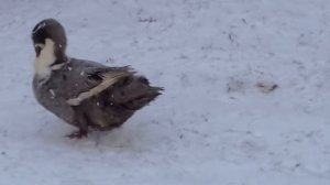 Как зимуют мои утки