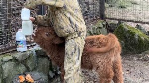 У БРОШЕННОГО  ТЕЛЕНКА разыгрался аппетит и он жалобно зовет маму!