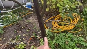 Жизнь на даче / Цветы осени / Как меняется природа вокруг 2 октября 2023 г.