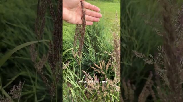 Вейник Карл Форстер — высокий и стройный декоративный злак🌾 смотреть онлайн
