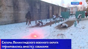 Саперы Ленинградского военного округа тренировались вместе с собаками