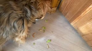 Вкусный завтрак. Забыли ? Напоминаю  / Обед для Жени / Дом с дырами  февраль 2021 г.