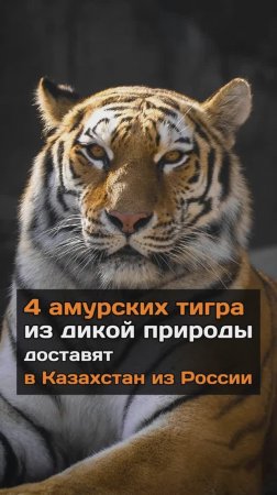 4 амурских тигра из дикой природы доставят в Казахстан из России