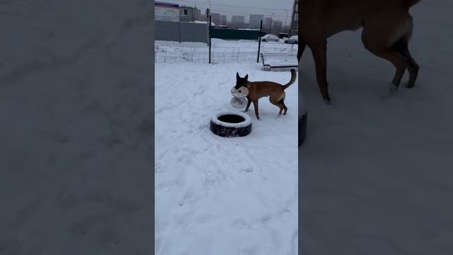 Овчарка Малинуа играет #sorts #малинуа #бельгийскаяовчарка