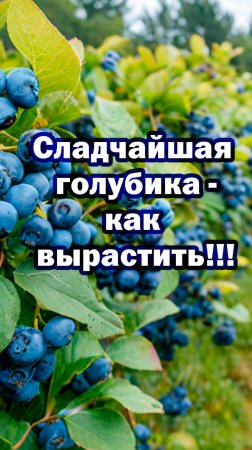 Такую голубику вы ещё не пробовали! Секрет в российской биотехнологии и биопрепаратах. БашИнком