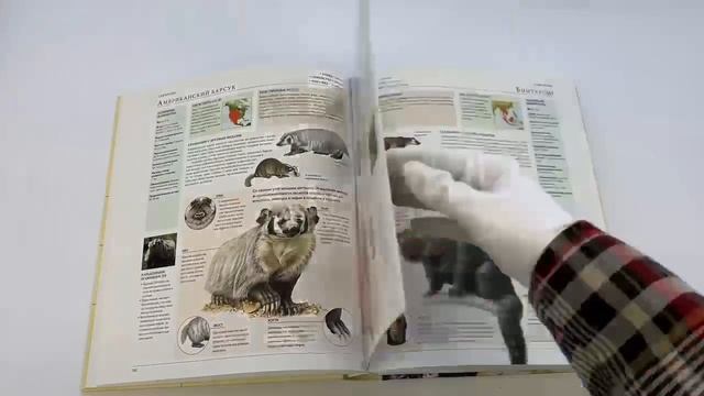 Животные мира. Моя большая энциклопедия